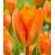 Tulipa - Orange Emperor / 10ks v balení
