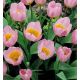 Tulipa Botanical - Bakeri Lilac Wonder / 10ks v balení