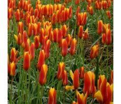 Tulipa Botanical - Chrysantha / 10ks v balení
