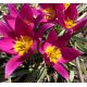 Tulipa Botanical - Humilis Violacea / 10ks v balení