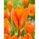 Tulipa - Orange Marmelade
