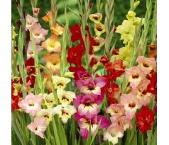 Gladiolus Butterfly - Mixed
