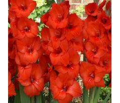 Gladiolus large flowered - red