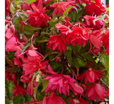 Begonia pendula -  pink