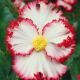 Begonia - Crispa marginata white