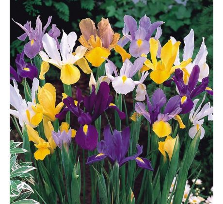 Iris - mixed 50 ks