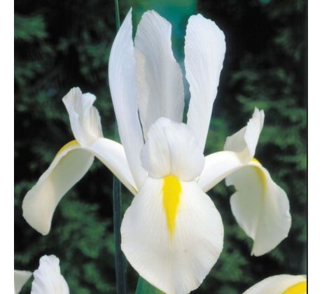 Iris - White van Vliet