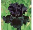 Iris - germanica Black