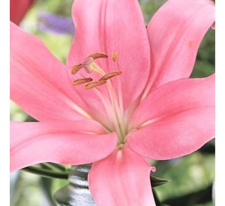 Lilium asiatic -  pink/1 ks