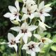 Gladiolus Callianthus - Gladiolus Muriealae