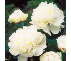 Paeonia sinensis - white