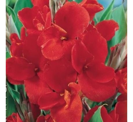 Canna Greenleaves - red