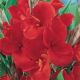 Canna Greenleaves - red
