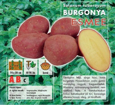 Holandské sadivo zemiakov / minihľuzy 50ks - ESMEE