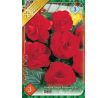 Begonia double large - Red