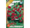 Begonia pendula - red