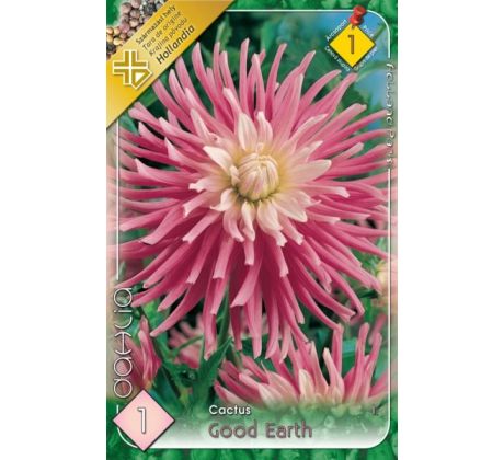 Dahlia Cactus - Good Earth