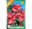 Canna Greenleaves - pink