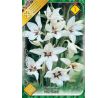Gladiolus Callianthus - Gladiolus Muriealae