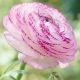 Ranunculus picotee Pink / 10ks v balení