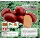 Holandské sadivo zemiakov / minihľuzy 50ks - EVOLUTION