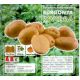 Holandské sadivo zemiakov / minihľuzy 50ks -  RIVIERA