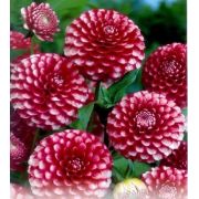 Pompon