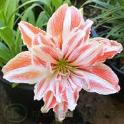 AMARYLKY / AMARYLLIS