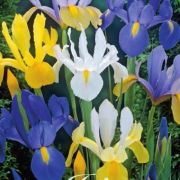 KOSATCE / IRIS