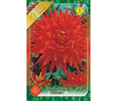 Dahlia Cactus - Vulcan