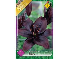 Lilium asiatic - black/1 ks