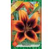 Lilium asiatic - Twosome/ 1 ks