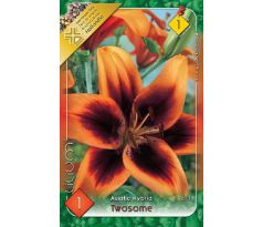 Lilium asiatic - Twosome/ 1 ks