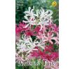 Nerine - mixed