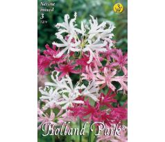 Nerine - mixed