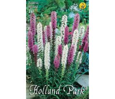 Liatris - mixed
