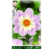 Dahlia - Teesbrook Audrey