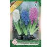 Hyacinthus prepared -Indoor Culture / 3ks v balení