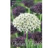 Allium Duo Purple & White / 6ks v balení