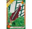 Dracunculus Vulgaris