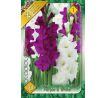 Gladiolus - Duo Purple & White