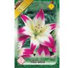 Lilium asiatic - pink white