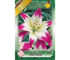 Lilium asiatic - pink white