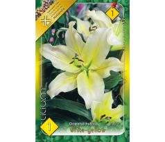 Lilium - white-yellow/1 ks