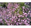 Gypsophila paniculata Pink