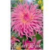 Dahlia Cactus - Star Favourite