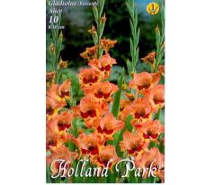 Gladiolus Butterfly - Alice