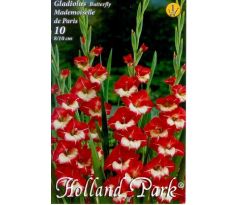 Gladiolus Butterfly - Mademoiselle de Paris