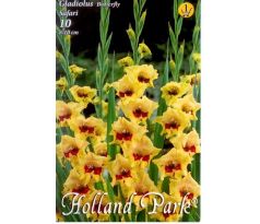 Gladiolus Butterfly - Safari