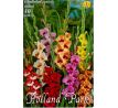 Gladiolus Butterfly - Mixed